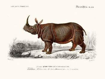 Rhinoceros - 24x30