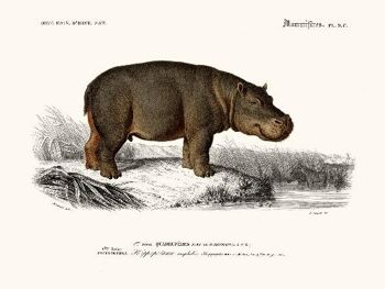 Hippopotame - 24x30