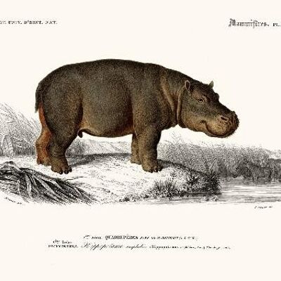 Hippopotamus - 30x40