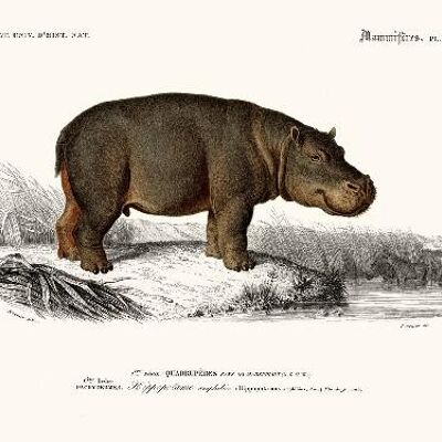 Hippopotamus