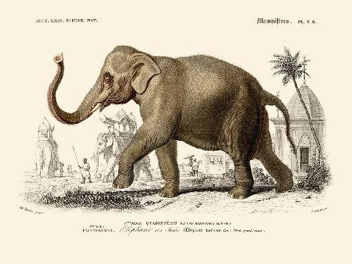 Elephant  