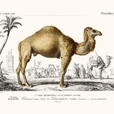 Camel