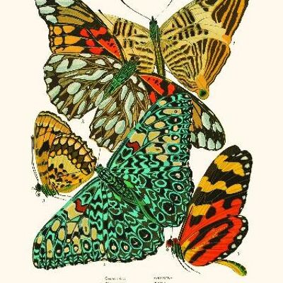 Butterflies Pl3 - 24x30