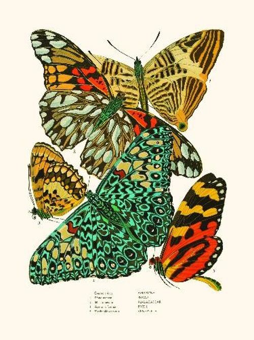 Papillons Pl3 - 30x40