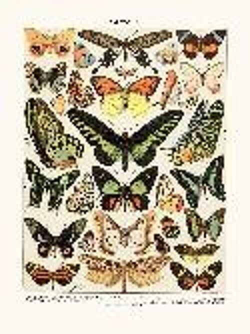 Papillons Exotiques - 30x40