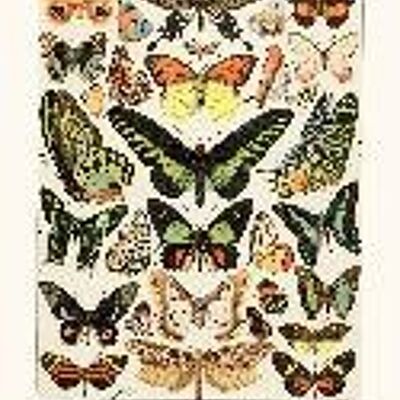 Mariposas exóticas - 40x50