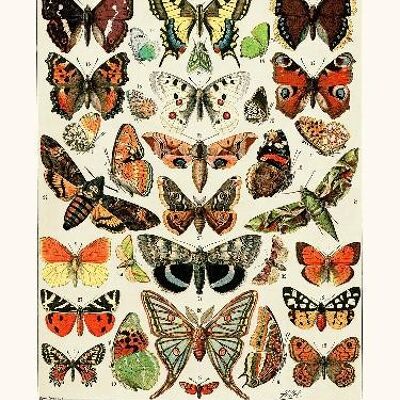 Butterflies of Europe - 24x30
