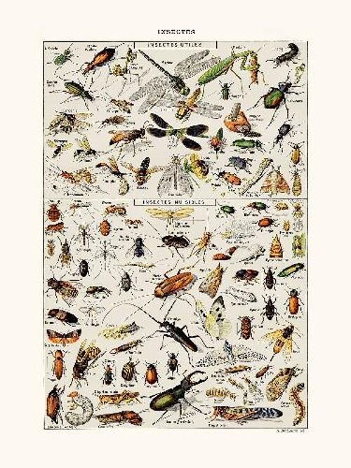 Insectes Utiles - 24x30