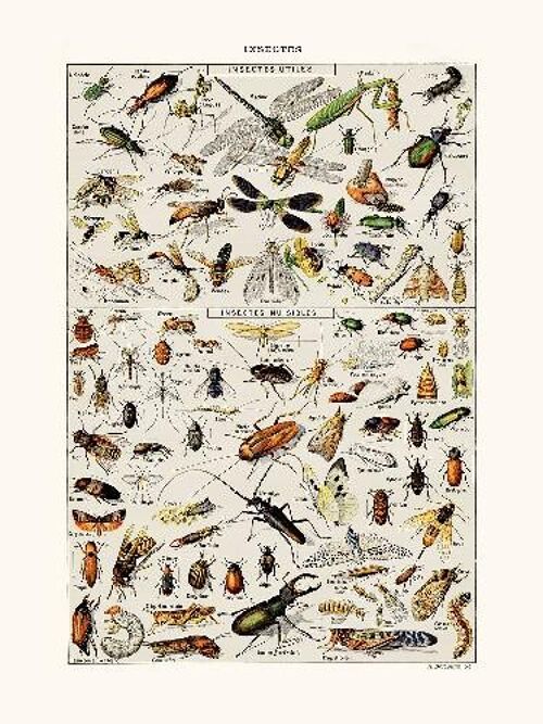 Insectes Utiles - 40x50