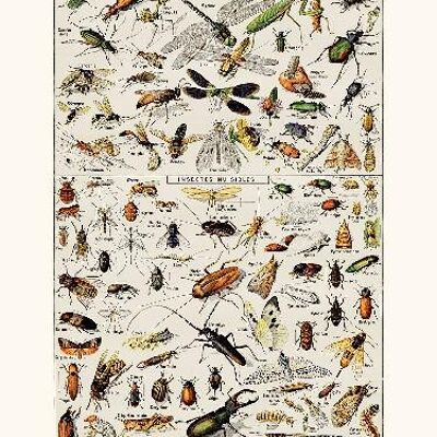 Insectos útiles - 40x50