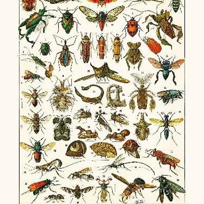 Platypria Insects ... - 24x30