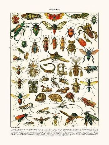 Insectes Platypria... - 24x30