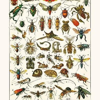 Insectos Platypria ... - 30x40