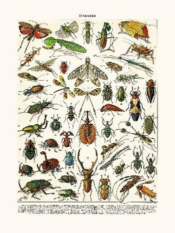 Insectes Hormetica... - 24x30