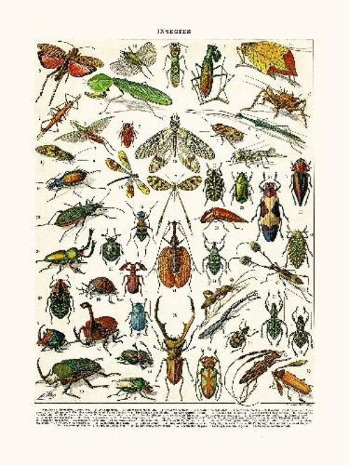 Insectes Hormetica... - 40x50