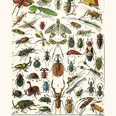 Insekten Hormetica ... - 40x50