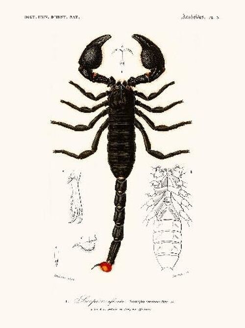 Scorpion  