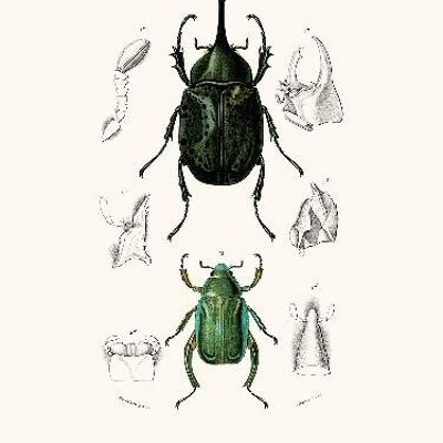 Escarabajos - 30x40
