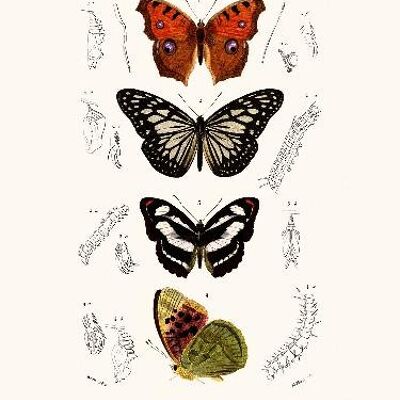 Schmetterling Vanesse - 40x50