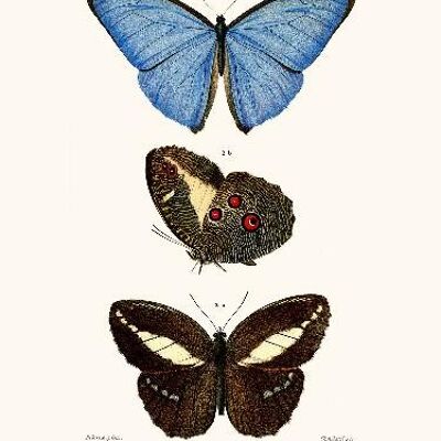 Farfalla Morpho - 24x30