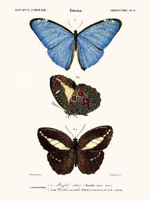 Papillon Morpho - 40x50