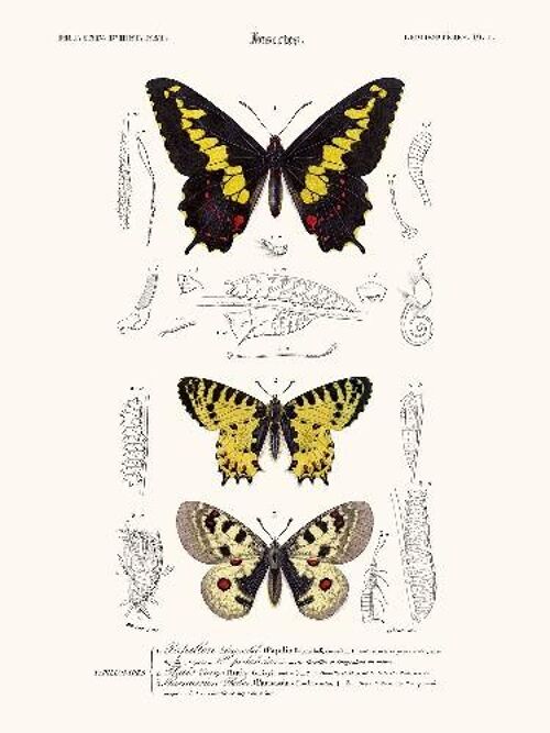 Papillon Duponchel - 24x30