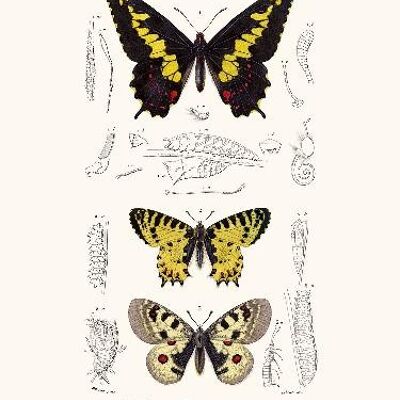 Duponchel Schmetterling - 24x30