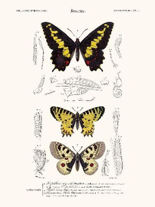 Papillon Duponchel - 40x50