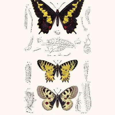 mariposa duponchel