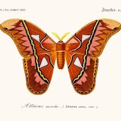 Schmetterling Attacus - 24x30