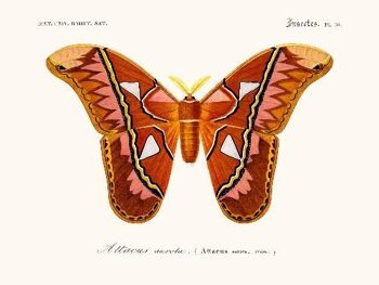 Papillon Attacus - 24x30