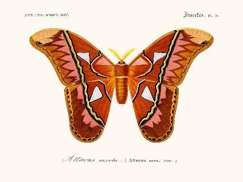 Papillon Attacus - 30x40