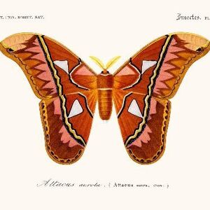 Papillon Attacus - 30x40