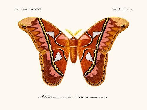 Papillon Attacus - 40x50