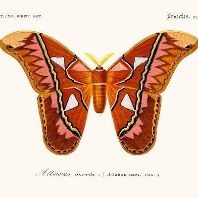 Attacus della farfalla