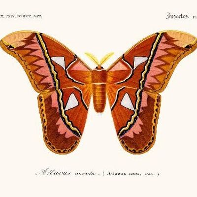 Papillon Attacus  