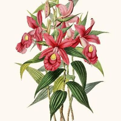 Orchidée Sobralia - 24x30