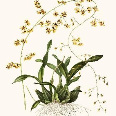 Oncidium Orchidee - 40x50