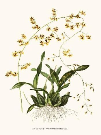 Orchidée Oncidium - 40x50