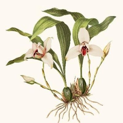 Orchidée Maxillaria - 24x30