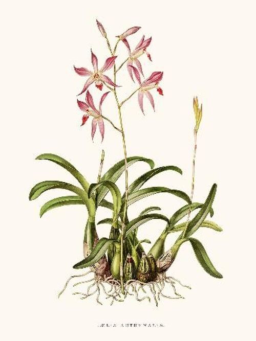 Orchidée Laélia - 30x40
