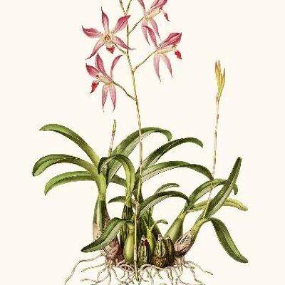 Laélia-Orchidee