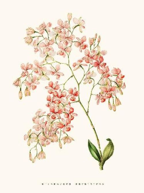 Orchidée Epidendrum Rose - 24x30