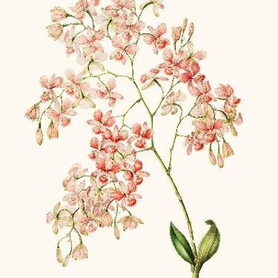 Pink Epidendrum Orchid - 24x30