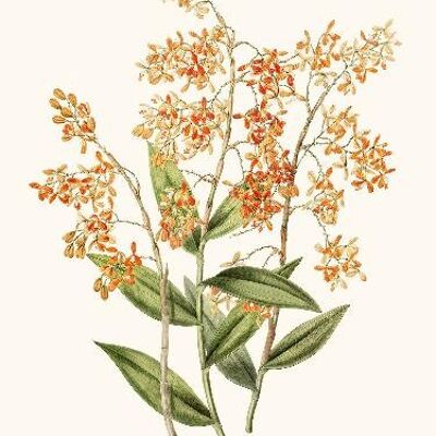 Orchid Epidendrum Orange - 24x30