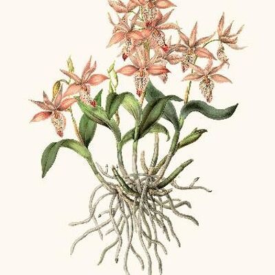 Orchidea Barkeria - 30x40