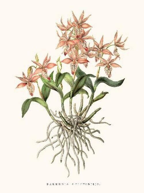 Orchidée Barkeria - 40x50