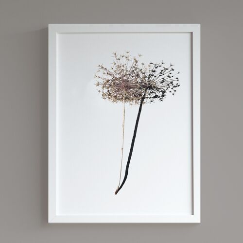 Allium A3 print