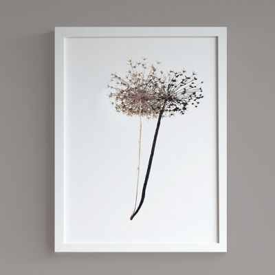 Impression Allium A3