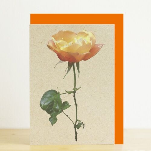 Orange rose A6 card